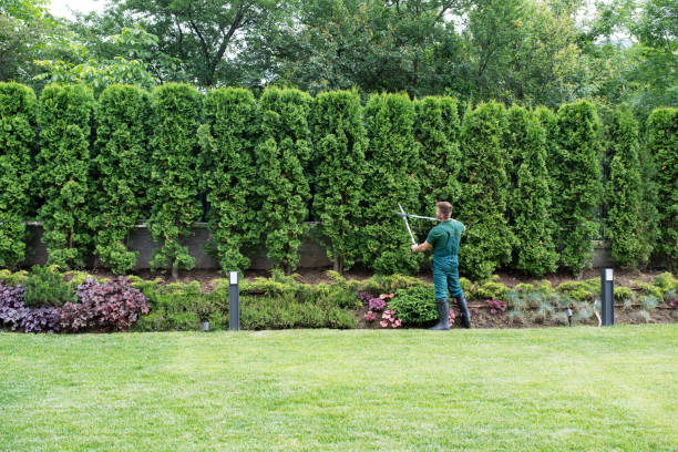 Best Organic Lawn Care Solutions  in Clawson, MI